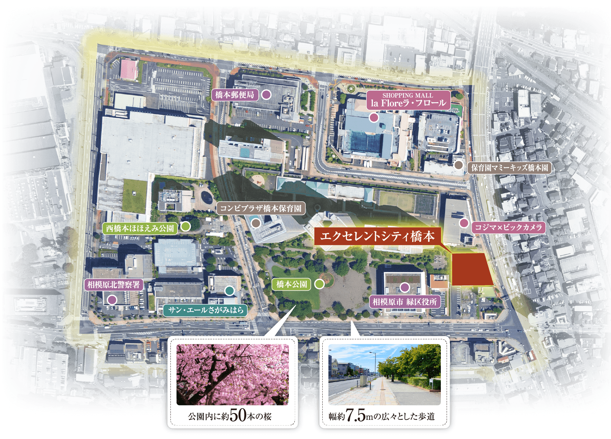 エクセレントシティ橋本 ラ・フロール橋本 公園内に約50本の桜 道幅約7.5mの広々とした歩道